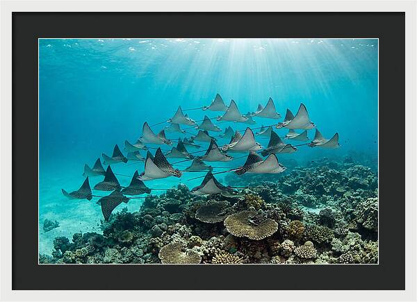 Eagle Rays In Formation