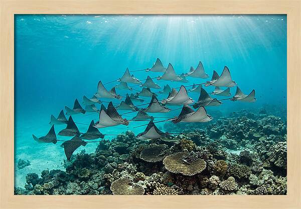 Eagle Rays In Formation