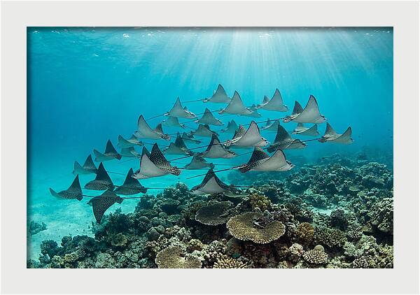 Eagle Rays In Formation