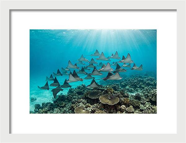 Eagle Rays In Formation