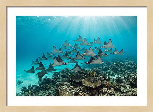 Eagle Rays In Formation