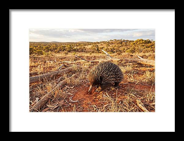 Echidna Exploring Its Habitat