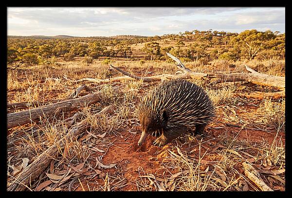 Echidna Exploring Its Habitat