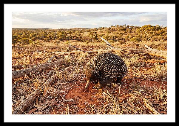 Echidna Art