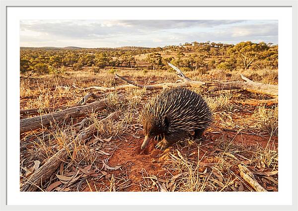 Echidna Exploring Its Habitat