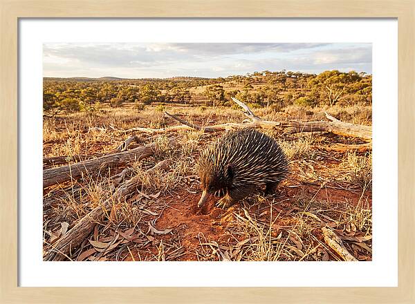 Echidna Exploring Its Habitat
