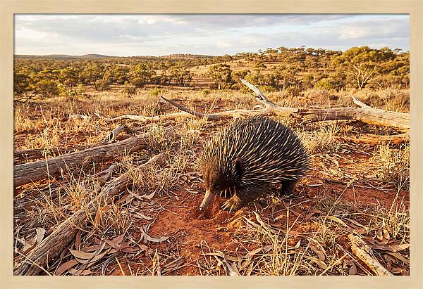 Echidna Exploring Its Habitat