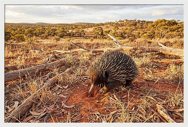Echidna Exploring Its Habitat
