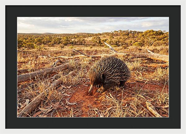 Echidna Exploring Its Habitat