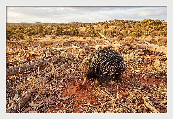 Echidna Exploring Its Habitat