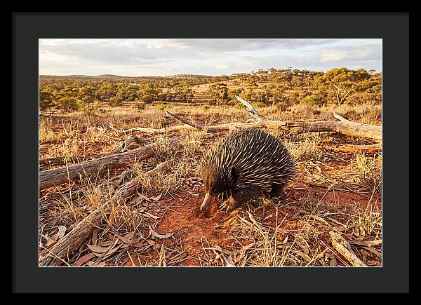 Echidna Exploring Its Habitat
