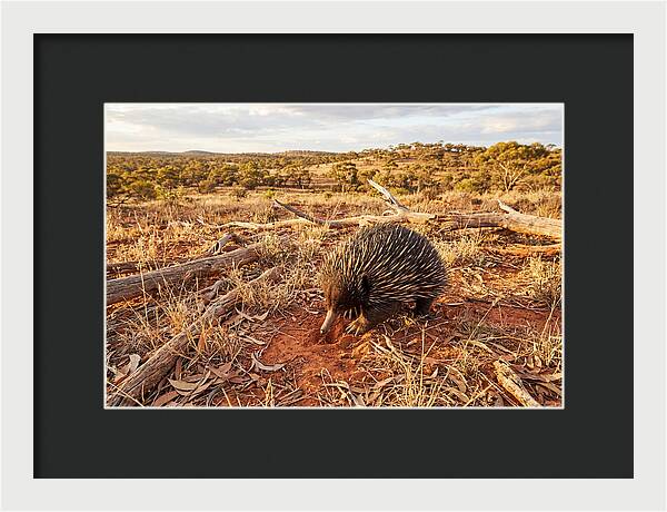 Echidna Exploring Its Habitat