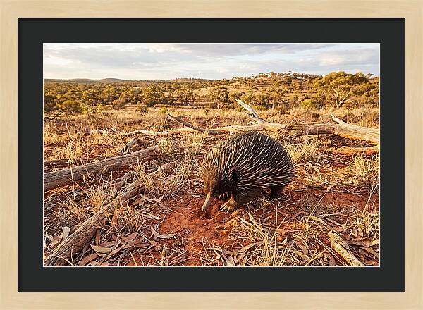 Echidna Exploring Its Habitat