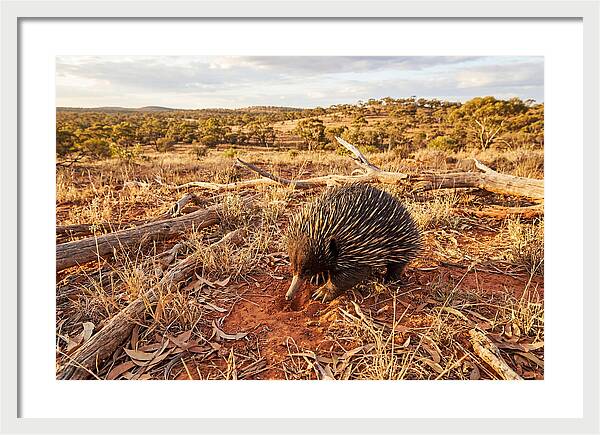 Echidna Exploring Its Habitat