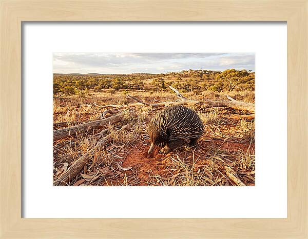 Echidna Exploring Its Habitat