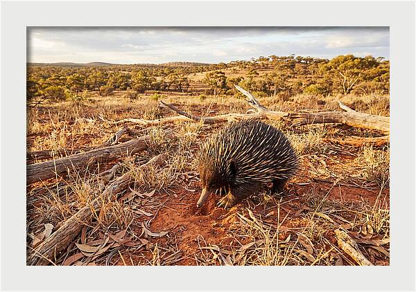 Echidna Exploring Its Habitat
