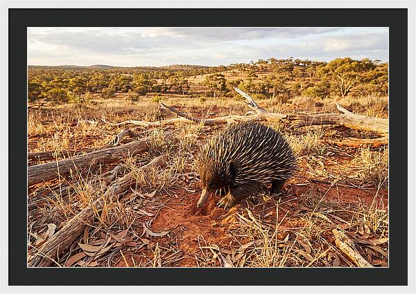 Echidna Exploring Its Habitat