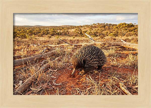 Echidna Exploring Its Habitat