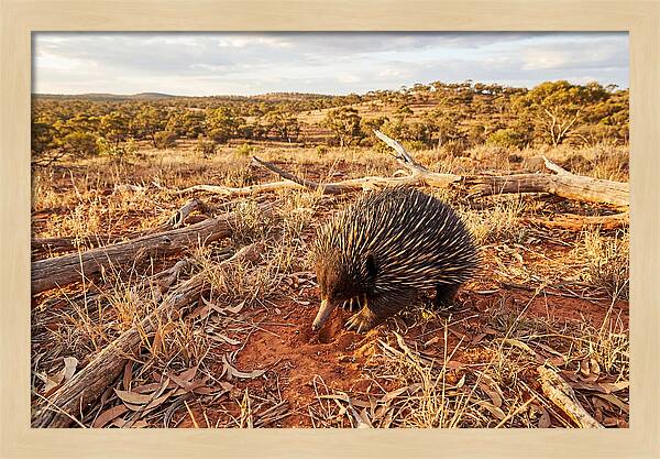 Echidna Exploring Its Habitat