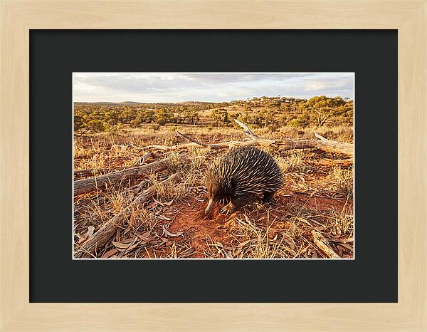 Echidna Exploring Its Habitat