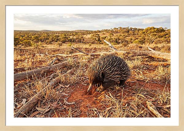 Echidna Exploring Its Habitat