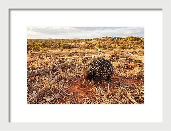 Echidna Exploring Its Habitat