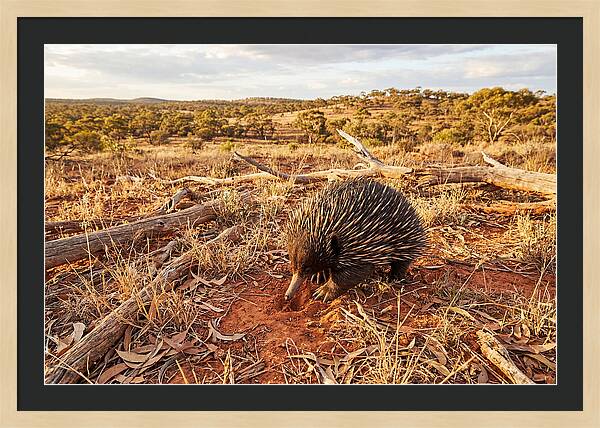 Echidna Exploring Its Habitat