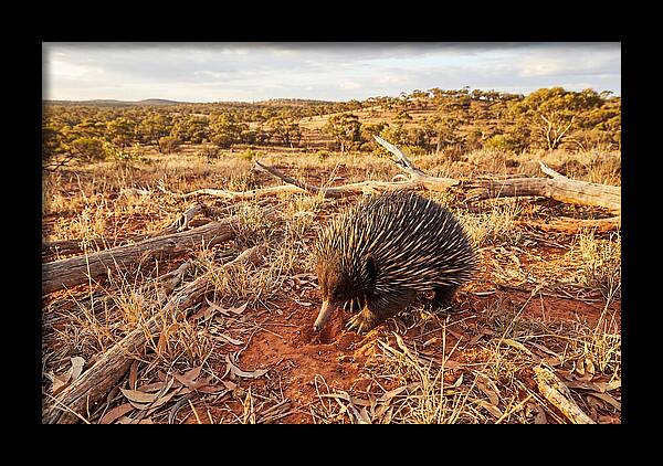 Echidna Exploring Its Habitat