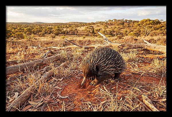 Echidna Exploring Its Habitat