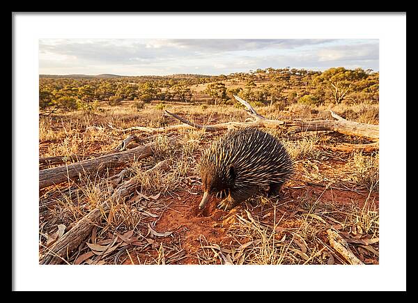 Echidna Exploring Its Habitat