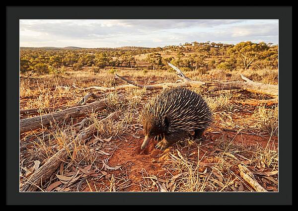 Echidna Exploring Its Habitat