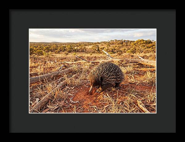 Echidna Exploring Its Habitat