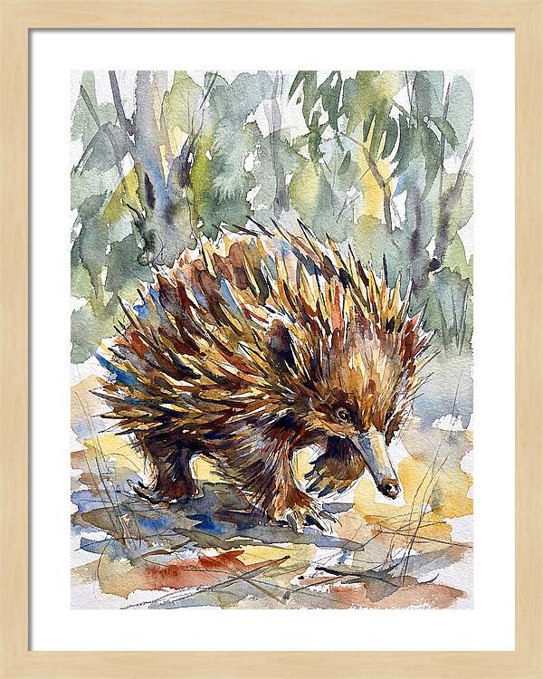 Echidna In Nature