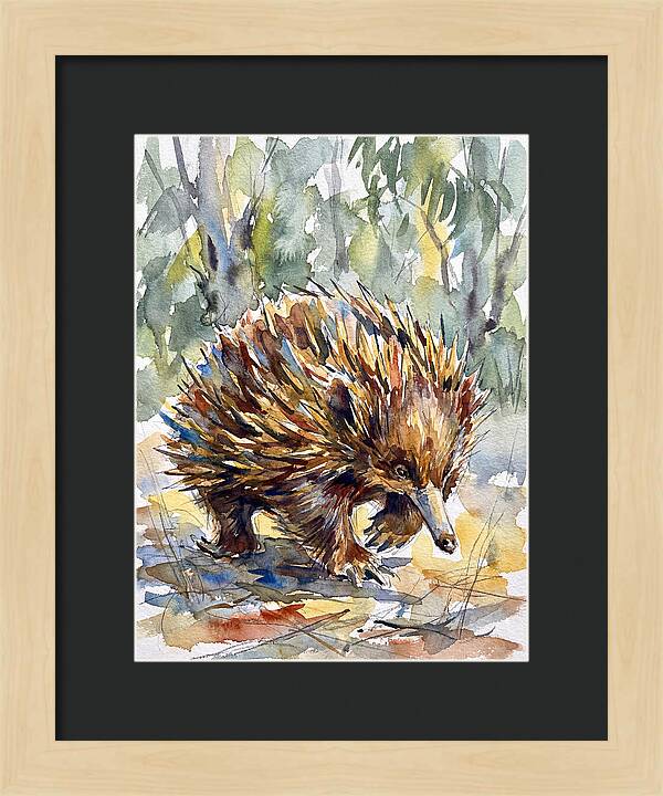 Echidna In Nature