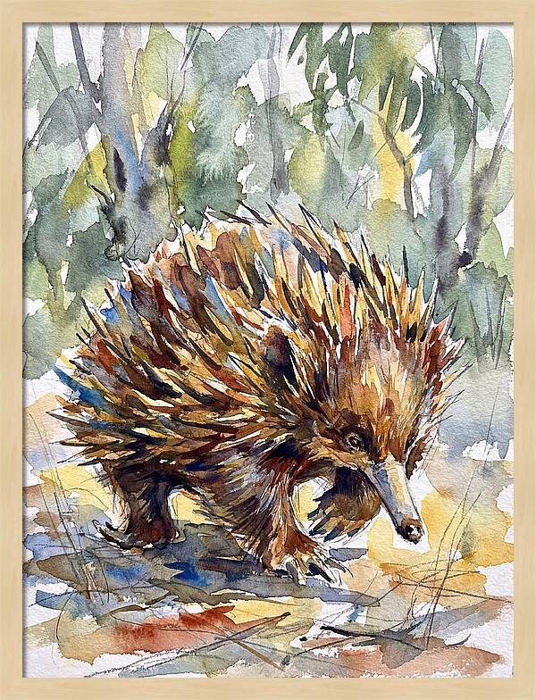 Echidna In Nature