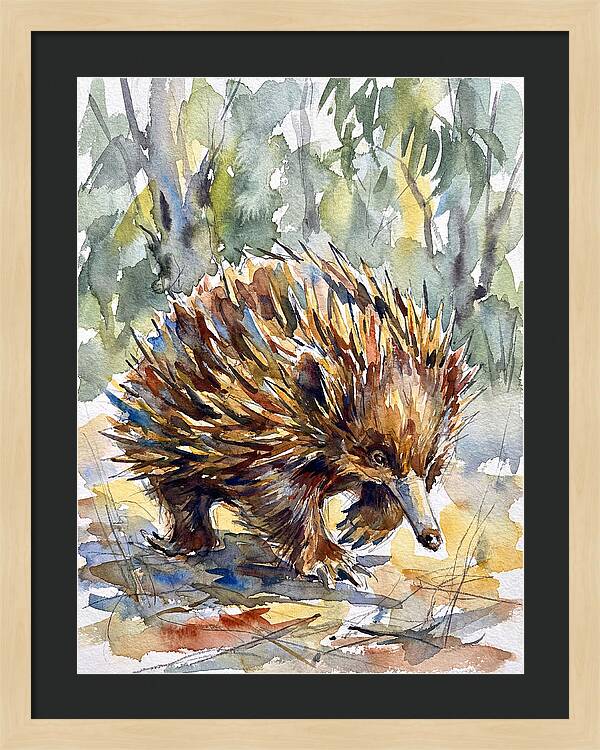 Echidna In Nature