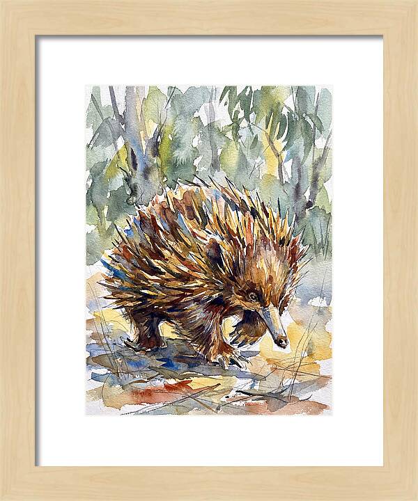 Echidna In Nature