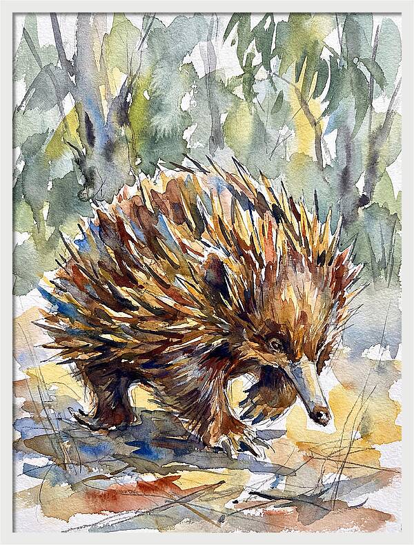 Echidna In Nature
