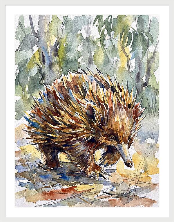 Echidna In Nature