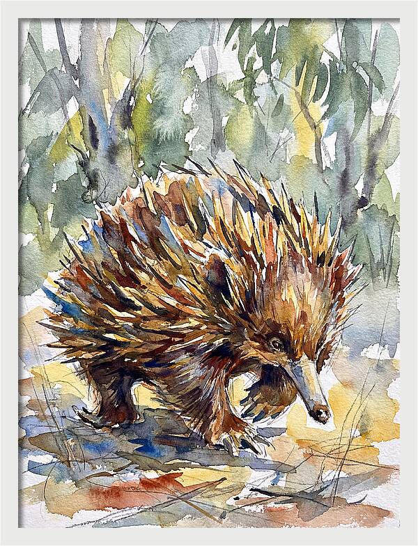Echidna In Nature
