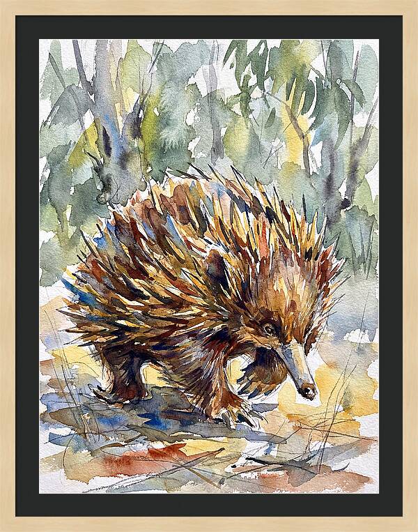 Echidna In Nature