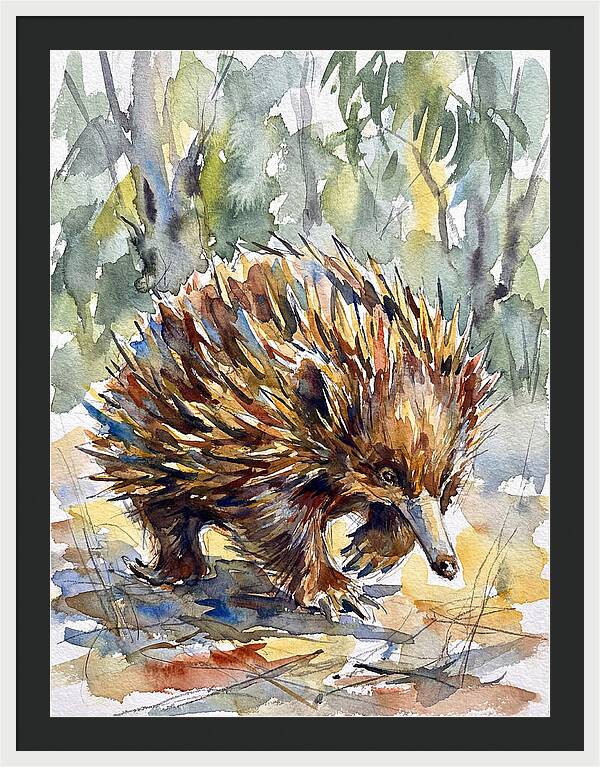 Echidna In Nature