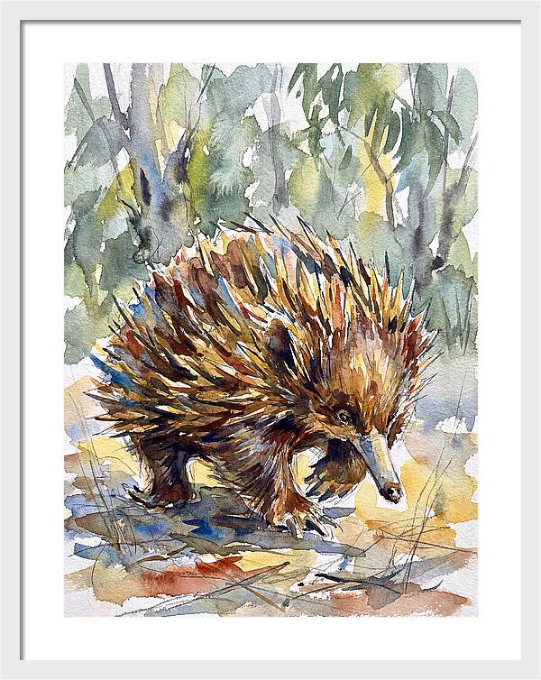 Echidna In Nature