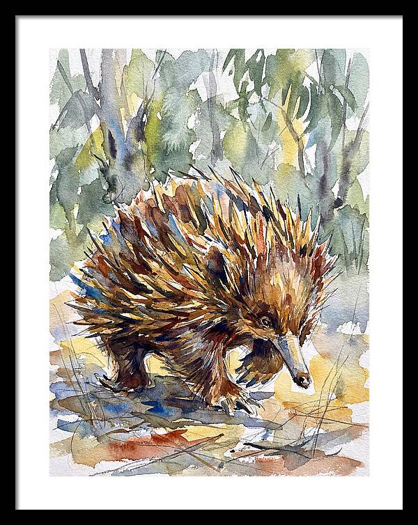 Echidna In Nature