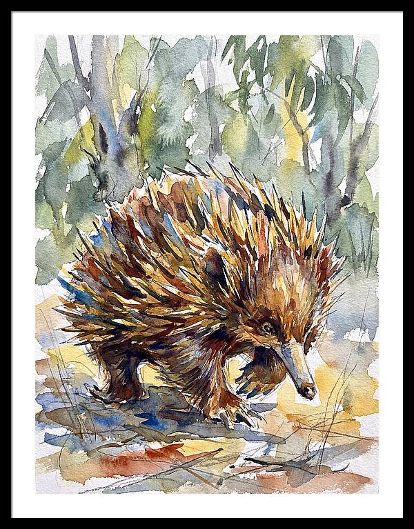 Echidna In Nature