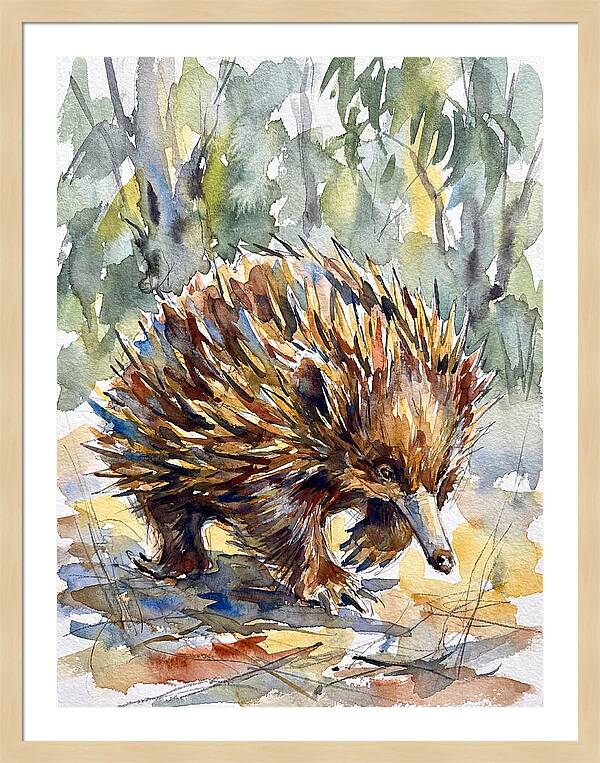 Echidna In Nature