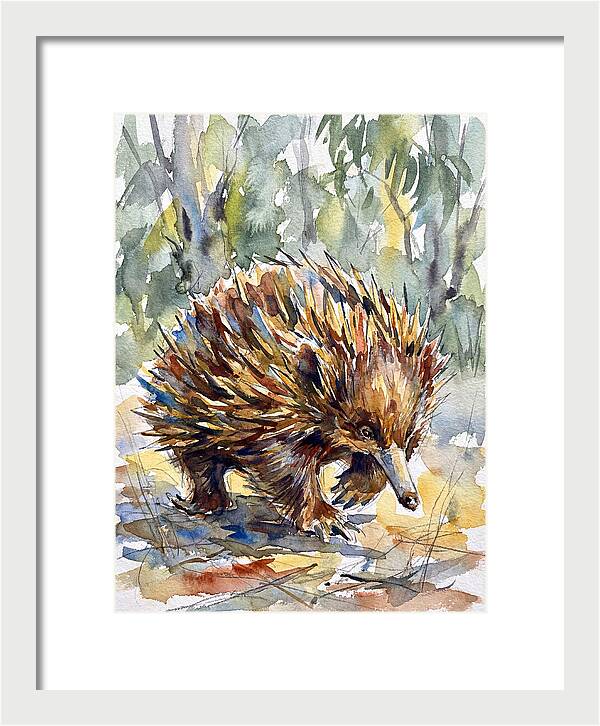 Echidna In Nature