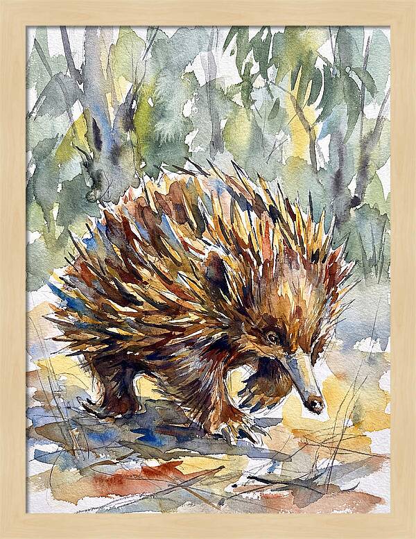 Echidna In Nature