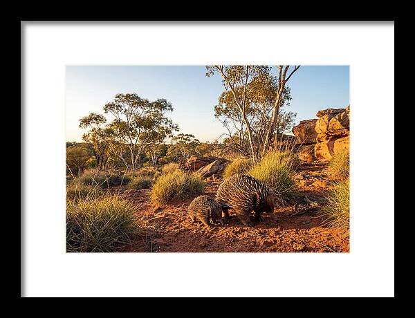 Echidna Puggle Encounter