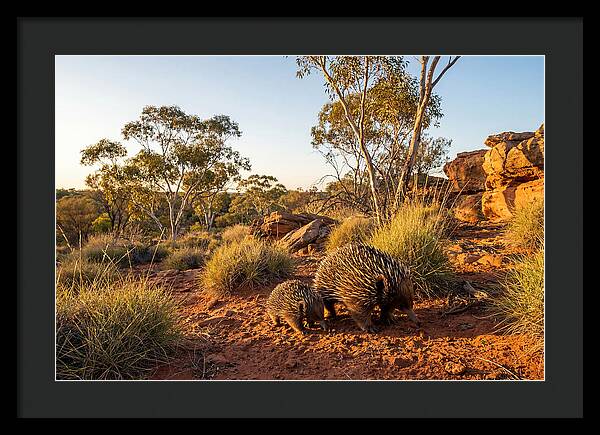 Echidna Puggle Encounter